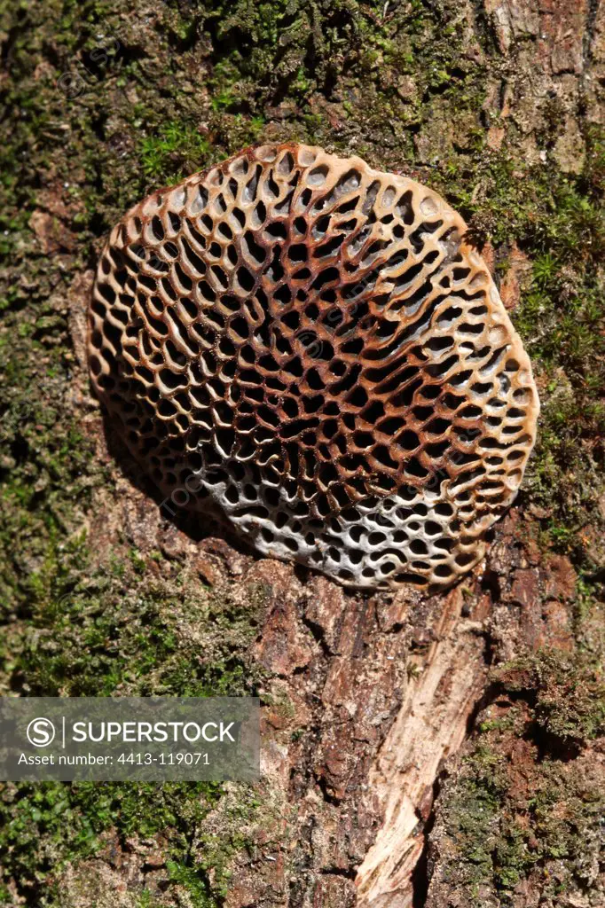 Polypore honeycomb growing on an Oak France