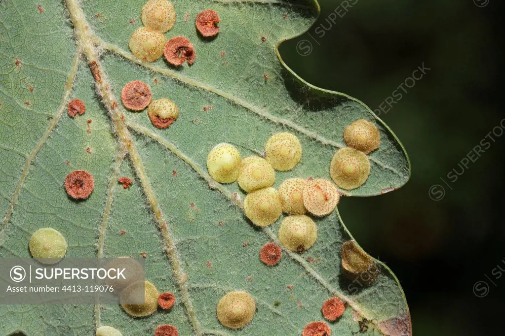 Common Spangle gall back of a sheet of Oak France