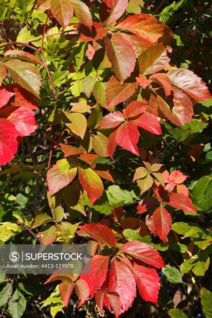 Virginia creeper climbing on the leaves of a plum France