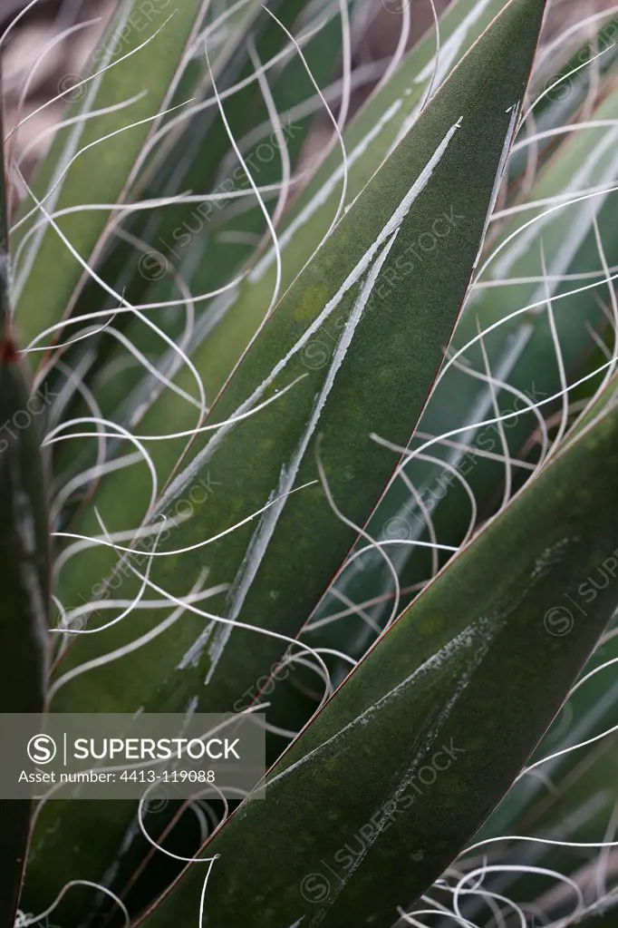 Close up of leaves of a Thread-leaf Agave France