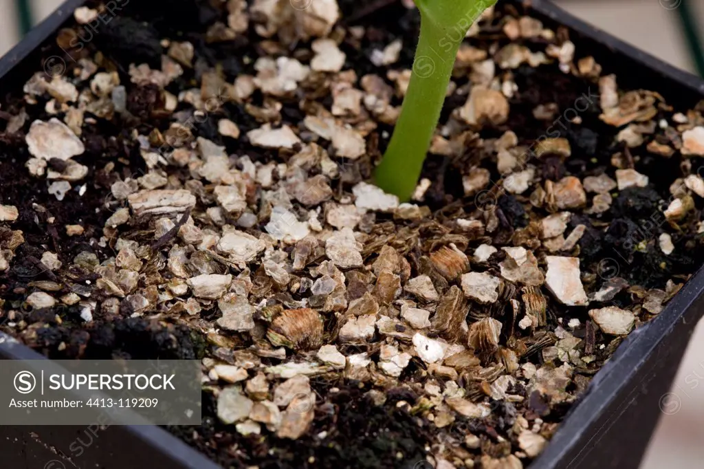 Vermiculite in the soil of planting peppers in bucket