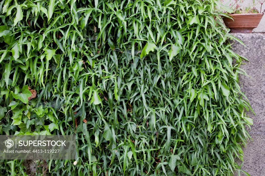Ivy Leaves 'sagittifolia' France