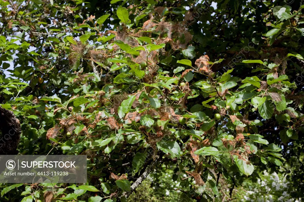Damage defoliating caterpillars on leaves of appletree
