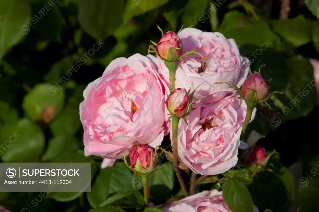 Pink Rose 'Constance Spry' Le jardin de Roquelin France