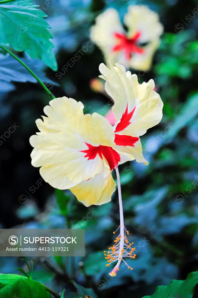 Hibiscus 'Sylvia Goodman' in bloom in a garden