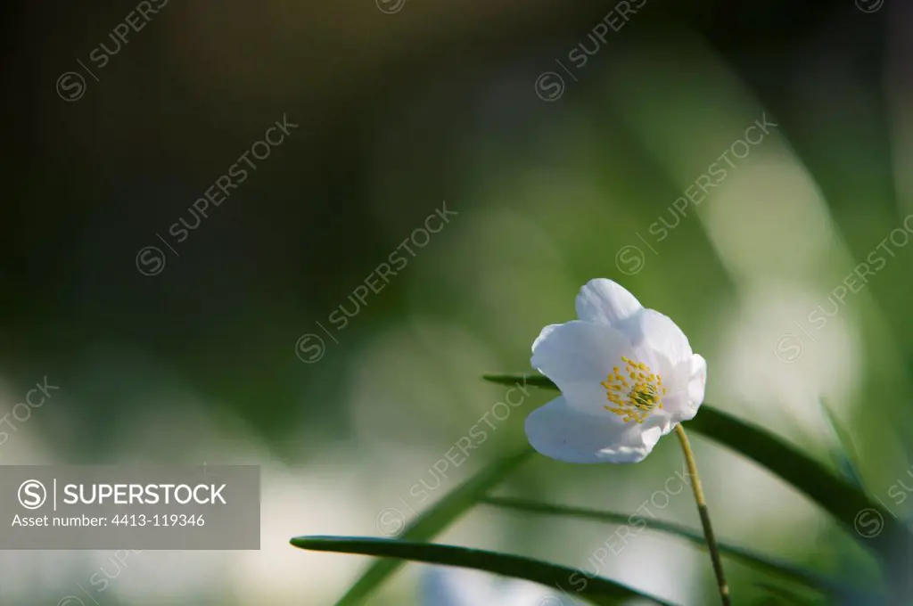European Thimbleweed flower in forest Picardie France