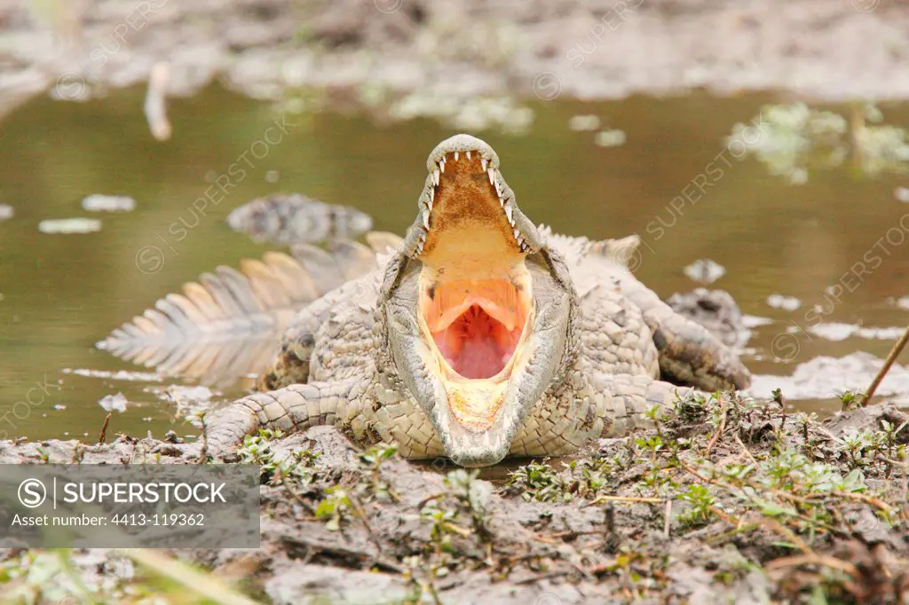 Nile crocodile yawning on bank Kruger South Africa