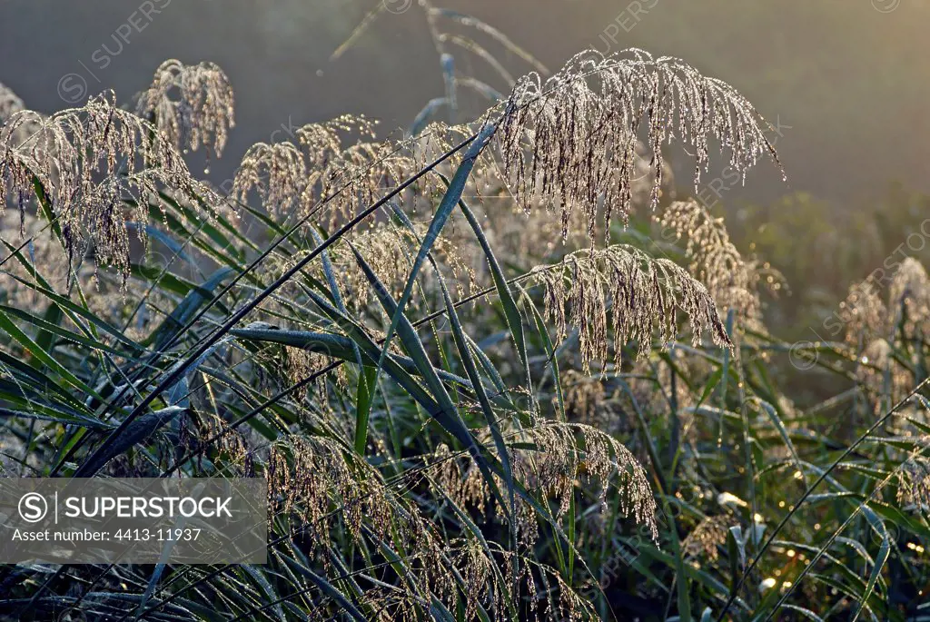Morning dew on Reeds France