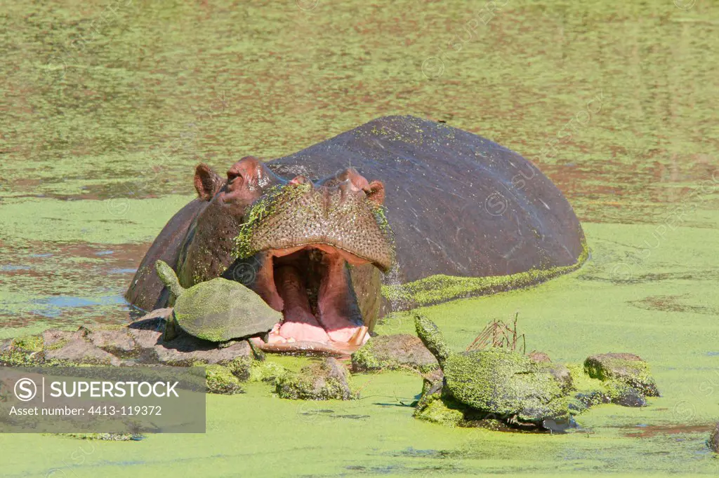 Hippo and Turtle covered with plant debrisKruger