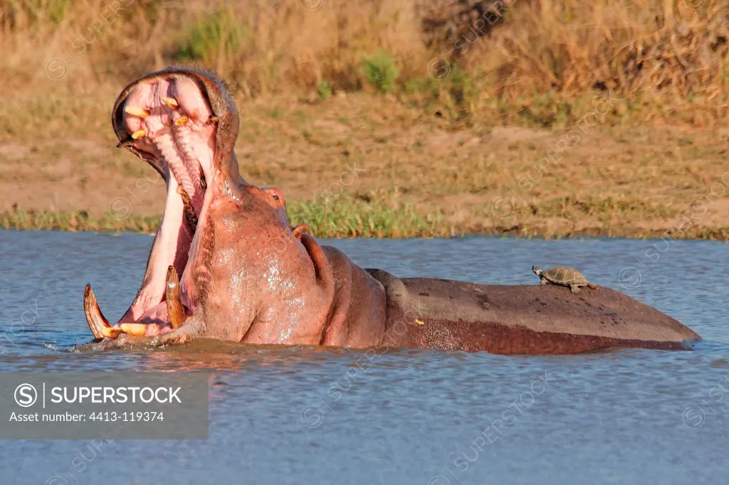 Helmeted Turtles on the back of a Hippopotamus yawning