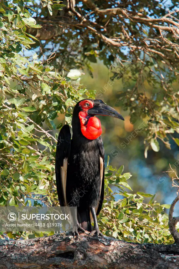Southern Ground-Hornbill on a branch Kruger South Africa