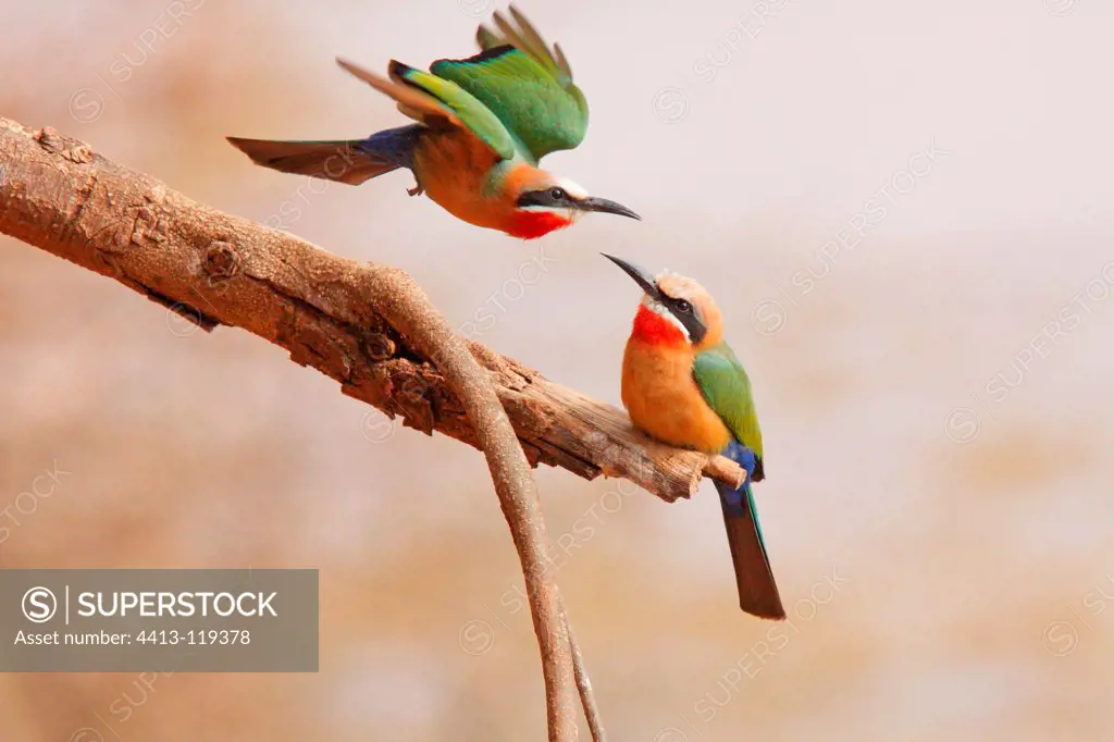 White-fronted bee-eaters on a branch Kruger South Africa