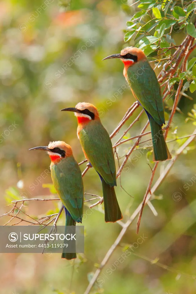 White-fronted bee-eaters on a branch Kruger South Africa