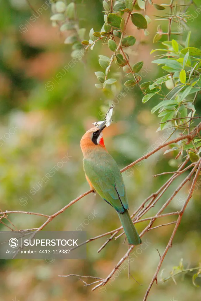 Bee-eater White-fronted with captured insect Kruger