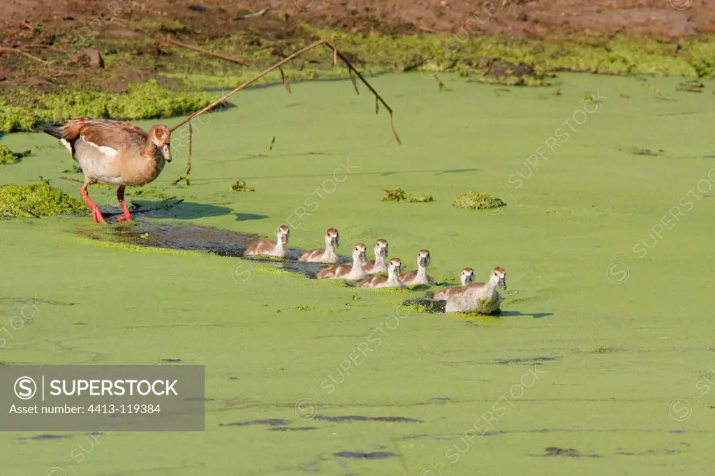 Egyptian Goose supervisor youth through a river Kruger