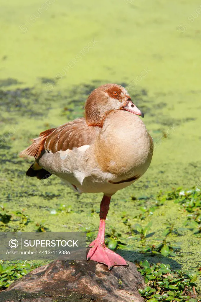 Egyptian Goose resting on shore Kruger South Africa