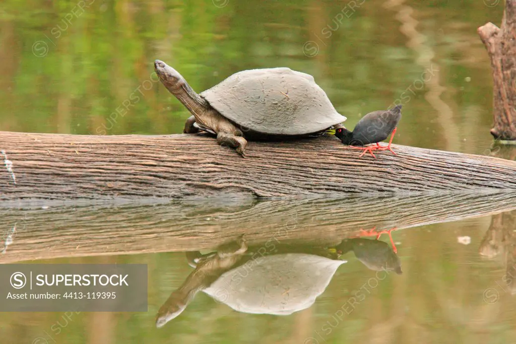 Black Crake deworming a Helmeted Turtle Kruger