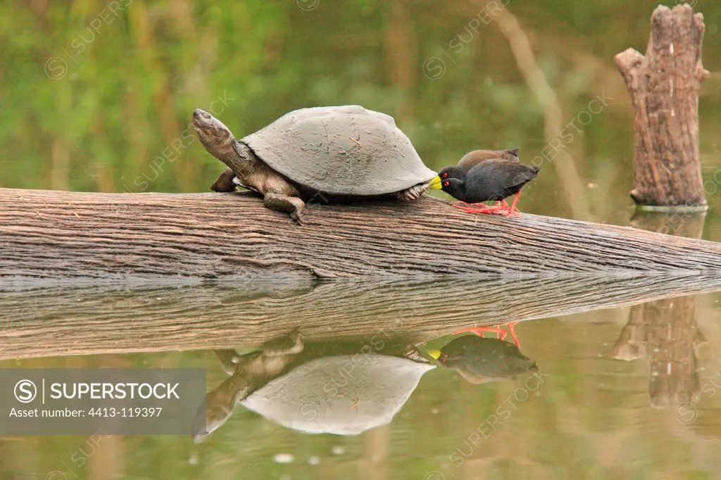 Black Crake deworming a Helmeted Turtle Kruger