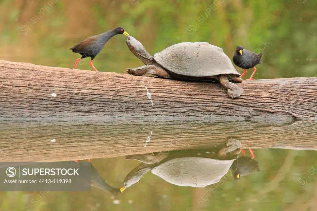 Black Crakes deworming a Helmeted Turtle Kruger