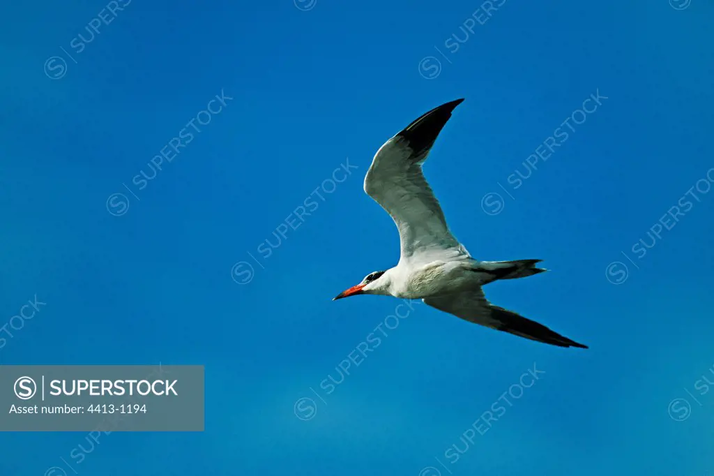 Caspian tern flying Chebeika oued Morocco