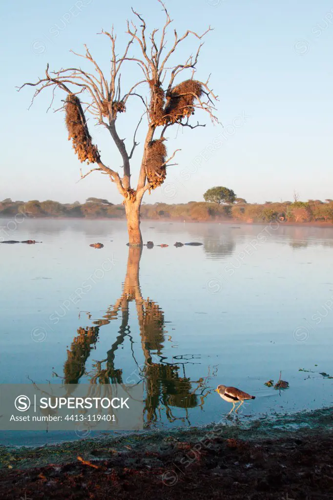 White-headed Lapwing at sunrise Kruger