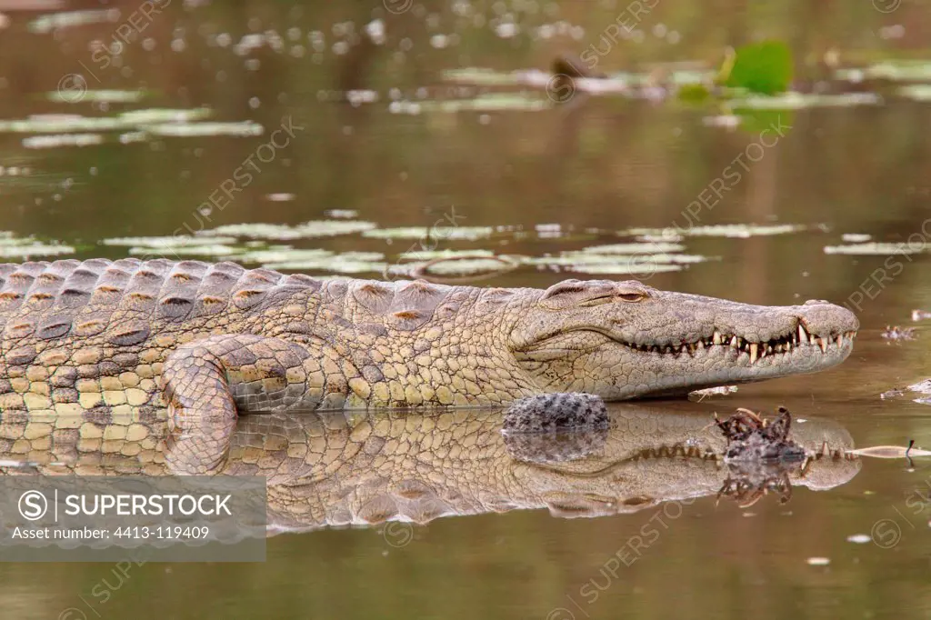Nile Crocodile warming on the bank of South Africa
