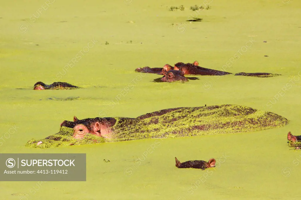 Hippos covered with plant debris in South Africa