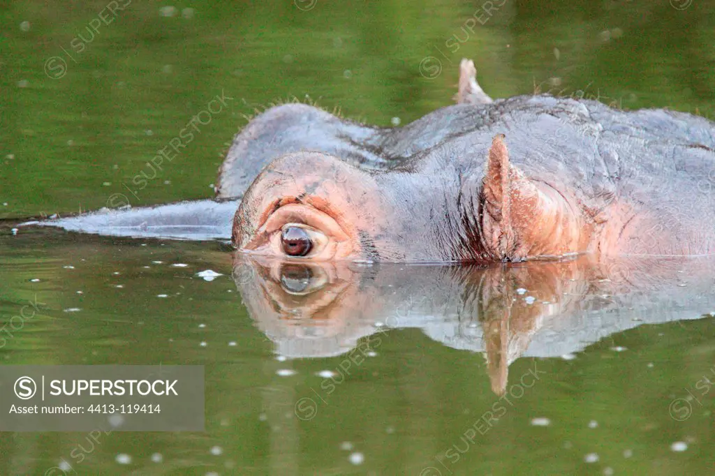Portrait of Hippo in water Kruger South Africa