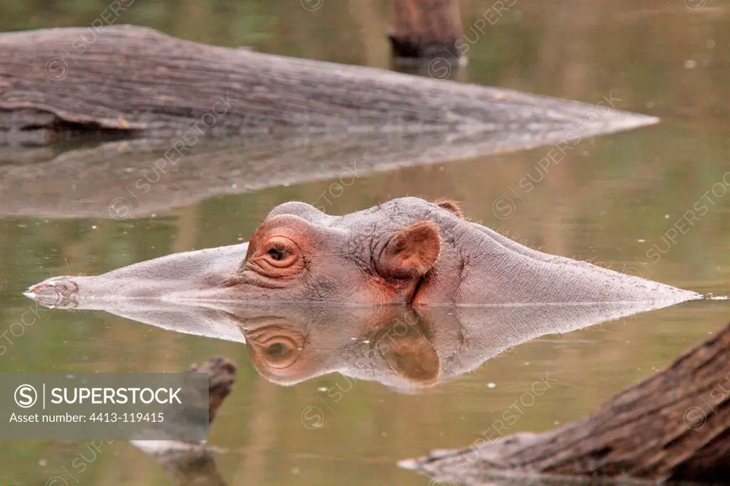 Portrait of Hippo in water Kruger South Africa