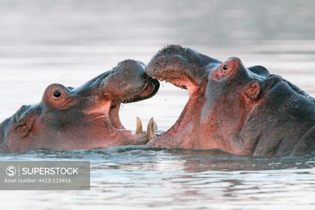 Young Hippos playing in the water Kruger South Africa