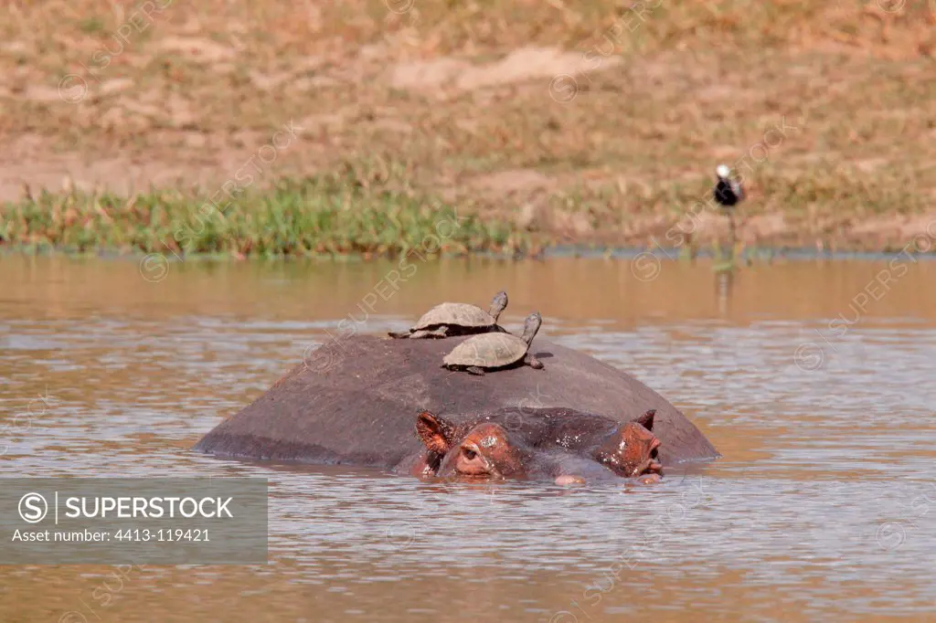 Helmeted Turtles on the back of a Hippopotamus Kruger