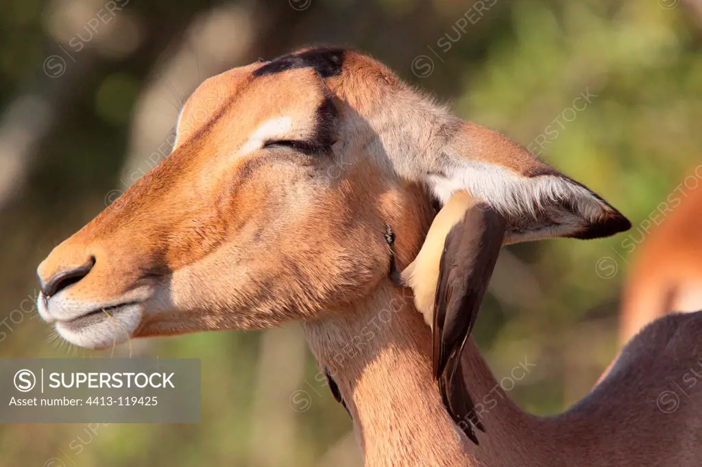 Red-billed Oxpecker in ear of an Impala Kruger South Africa