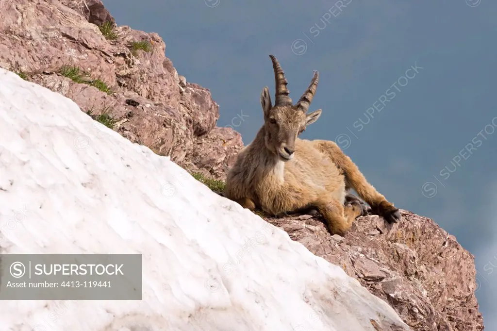 Female Ibex sitting on a rock Switzerland
