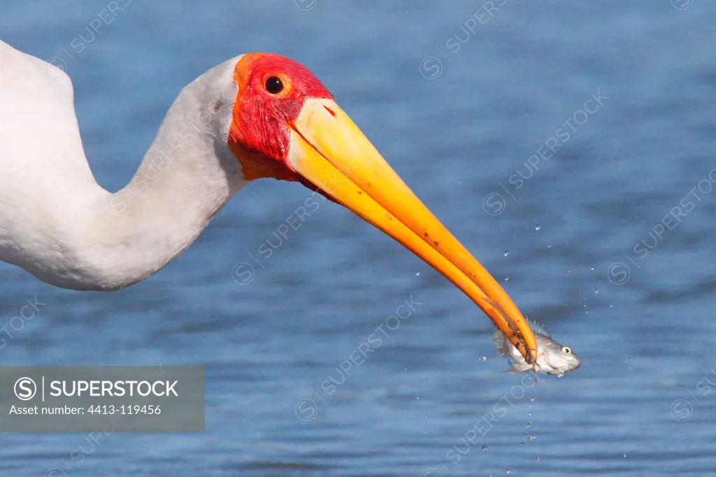 Yellow-billed Stork having caught a fish Kruger South Africa