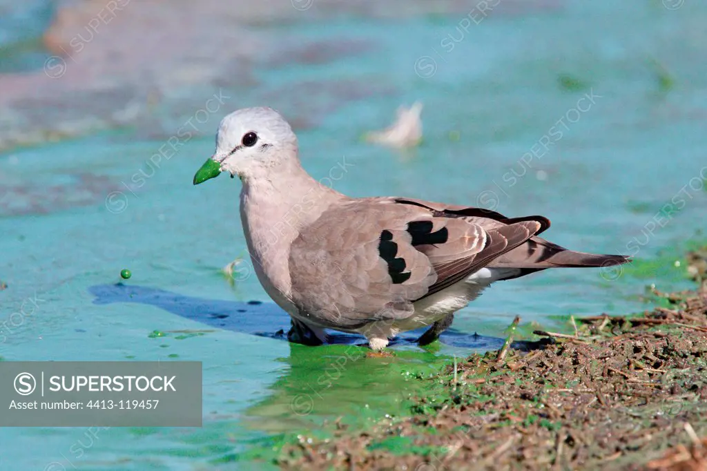 Ring-necked Dove in a water covered with algae Kruger