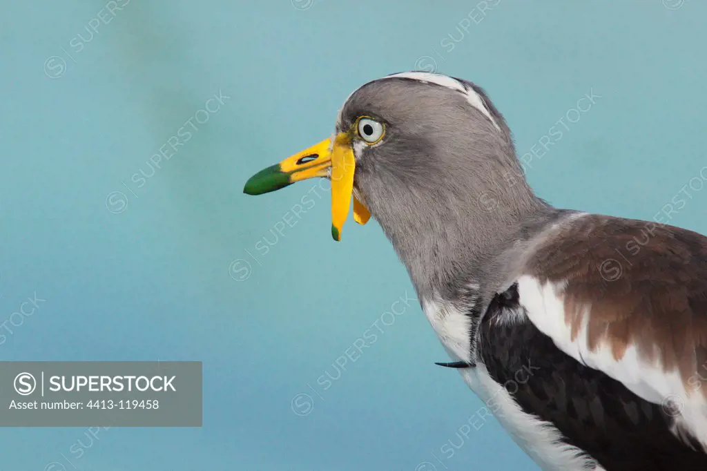 Portrait of White-headed Lapwing spout cover of algae