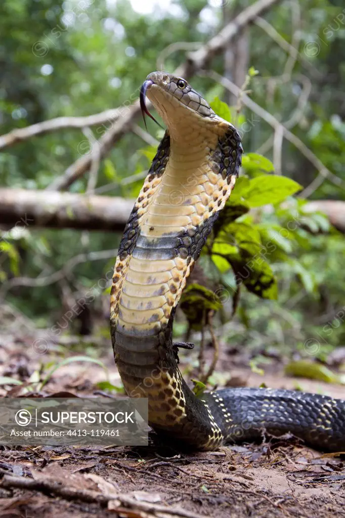 Portrait of a Young King Cobra in a forest in India