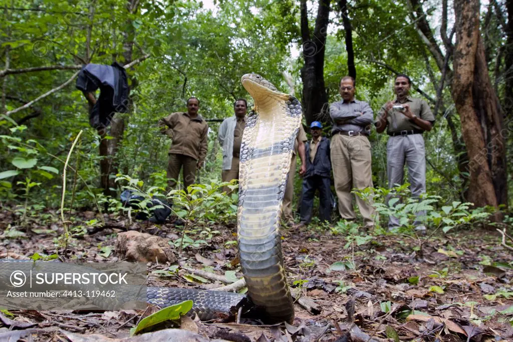 Break of a young King Cobra in the forest in India