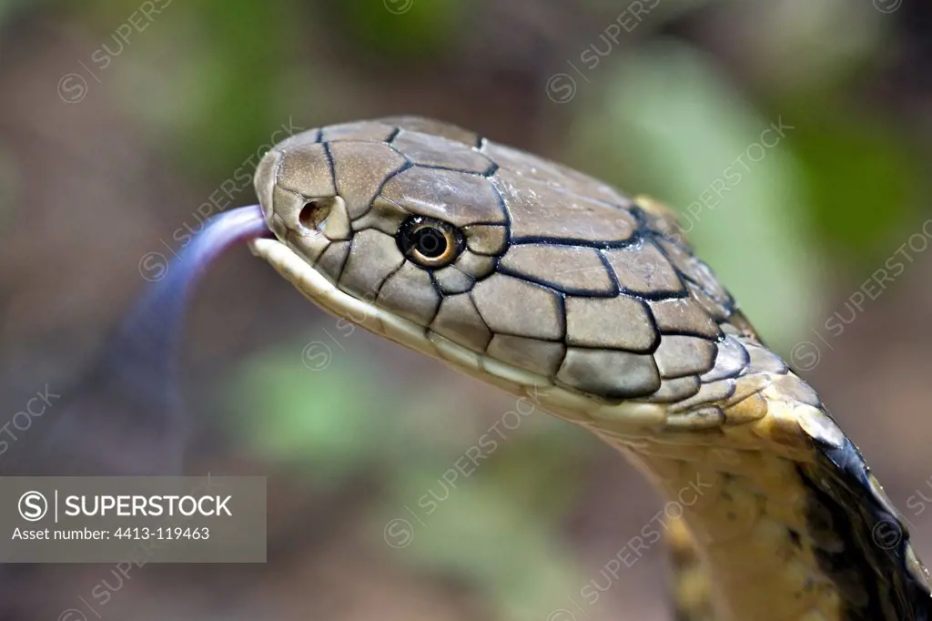 Portrait of a Young King Cobra in India
