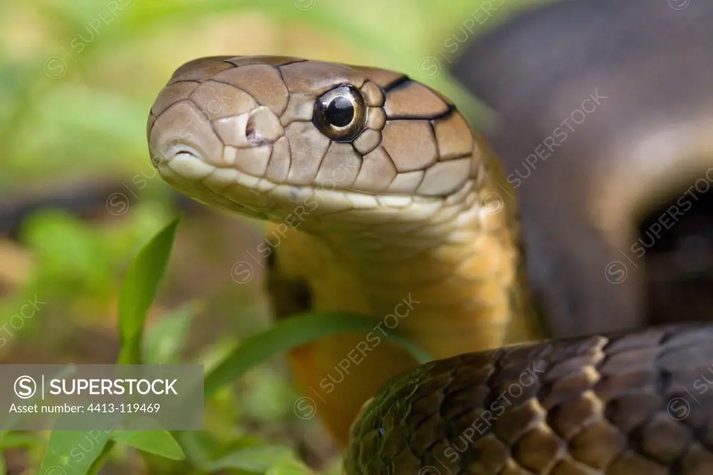 Portrait of a Young King Cobra in India