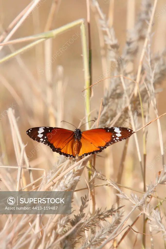 Monarch Butterfly on grass Kgalagadi South Africa