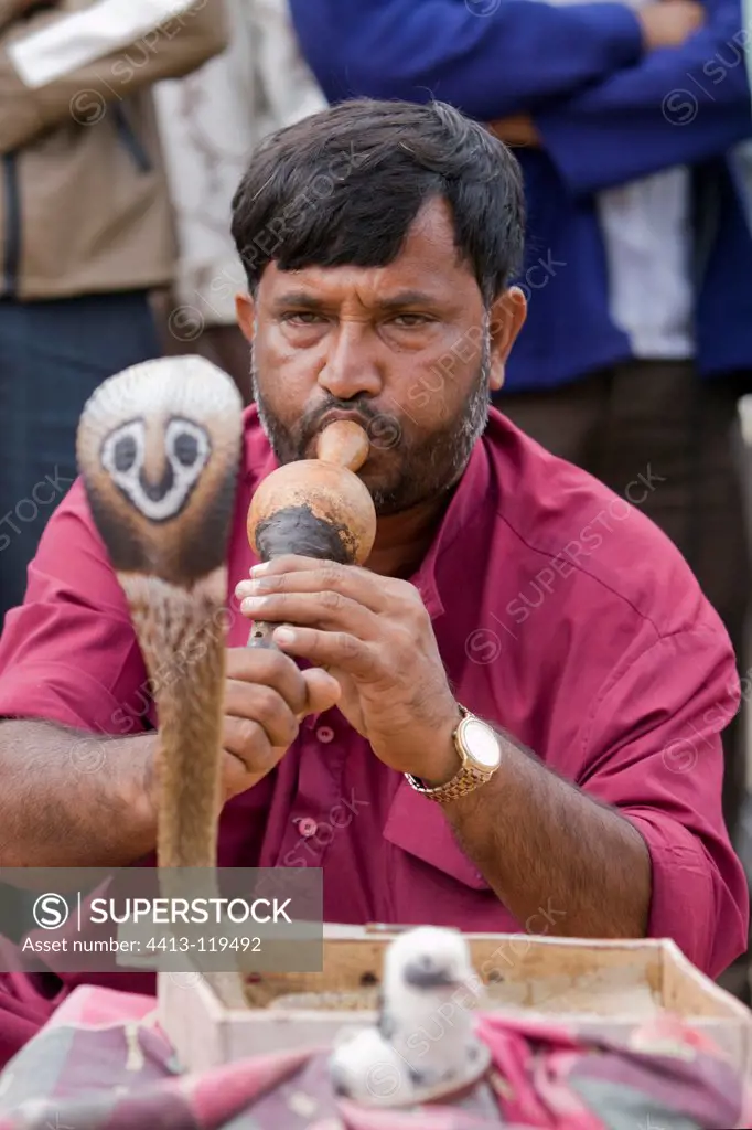 Blocker Indian Cobra in a street show in India