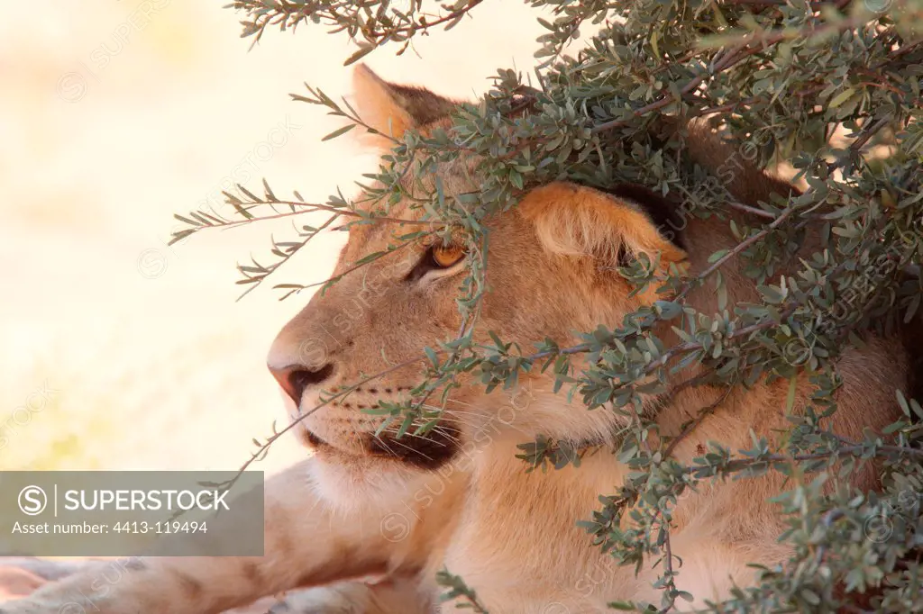 Lioness lying in the shade Kgalagadi South Africa