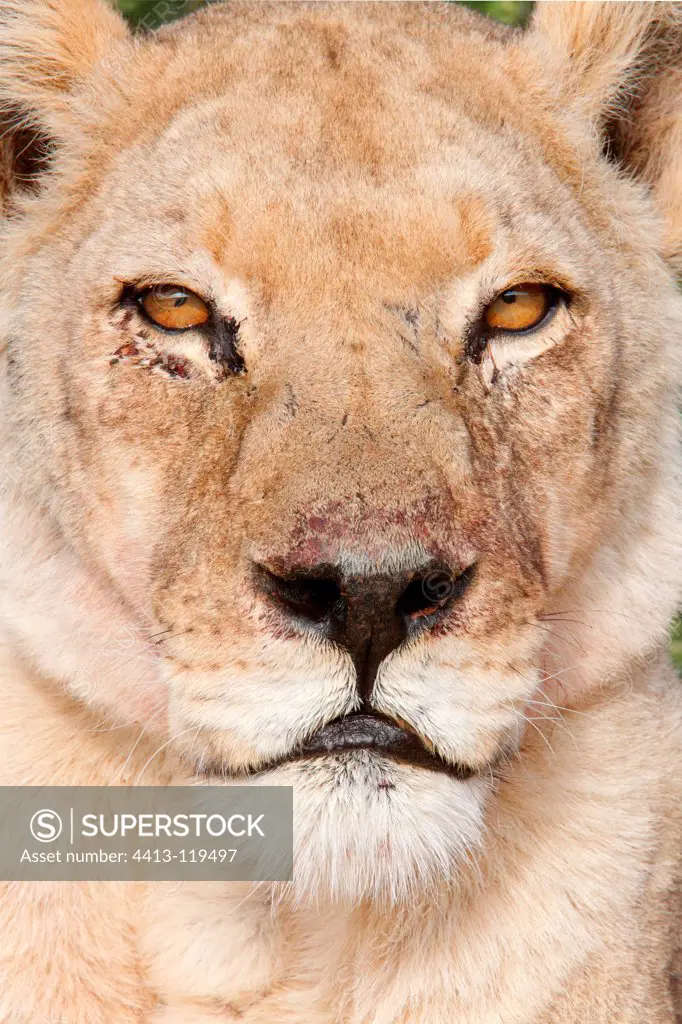 Portrait of Lioness injured Kgalagadi South Africa