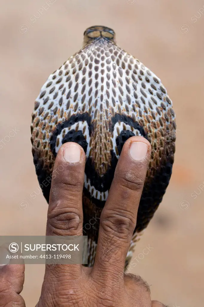 Education for young snake charmers in India