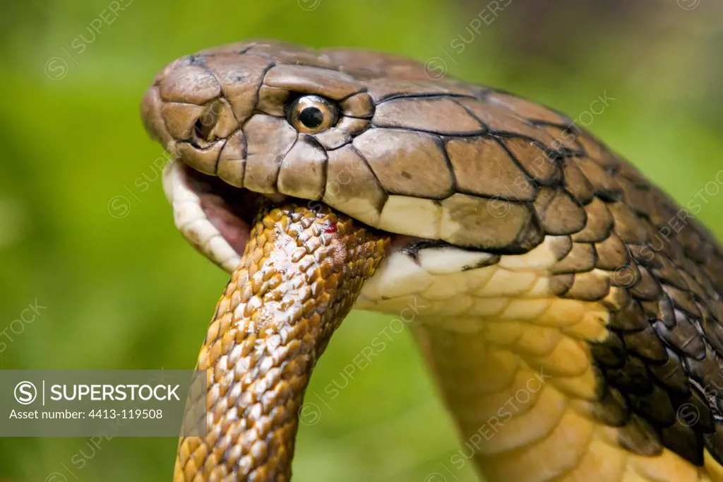 Portrait of an adult King Cobra eating a Snake India
