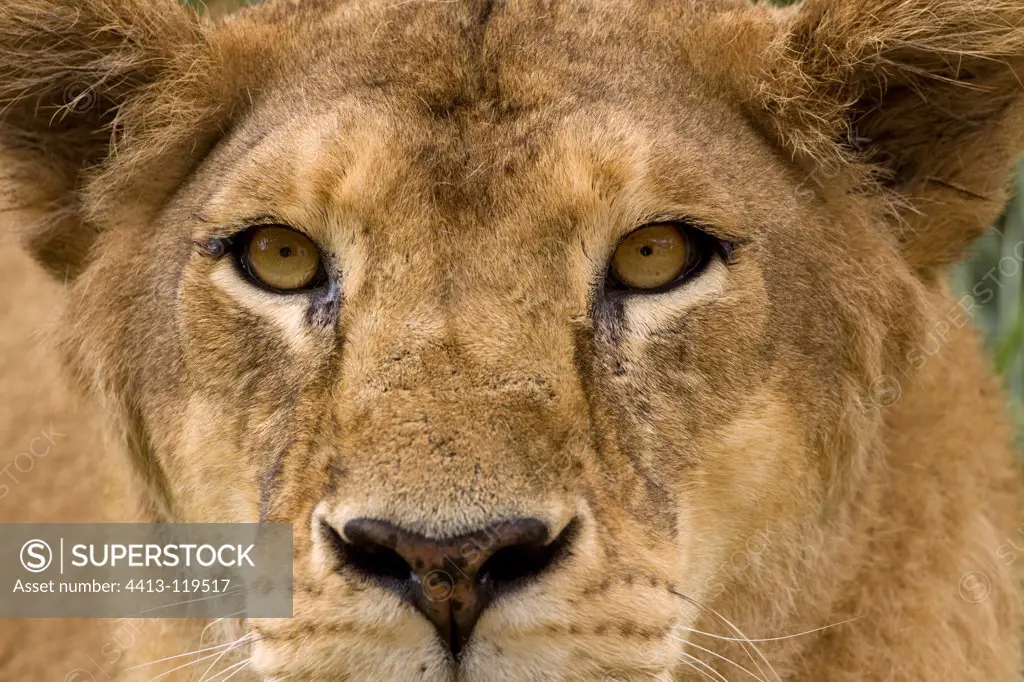 Portrait of a Lioness Gir in Mysore India