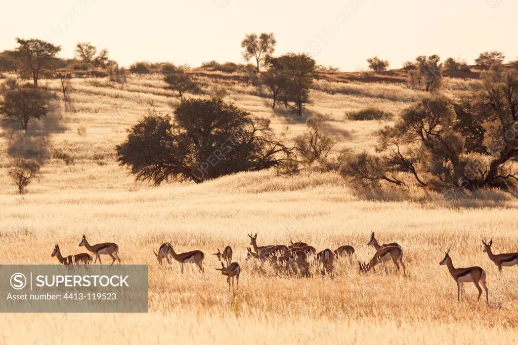 Springboks in the tall grass Kgalagadi South Africa