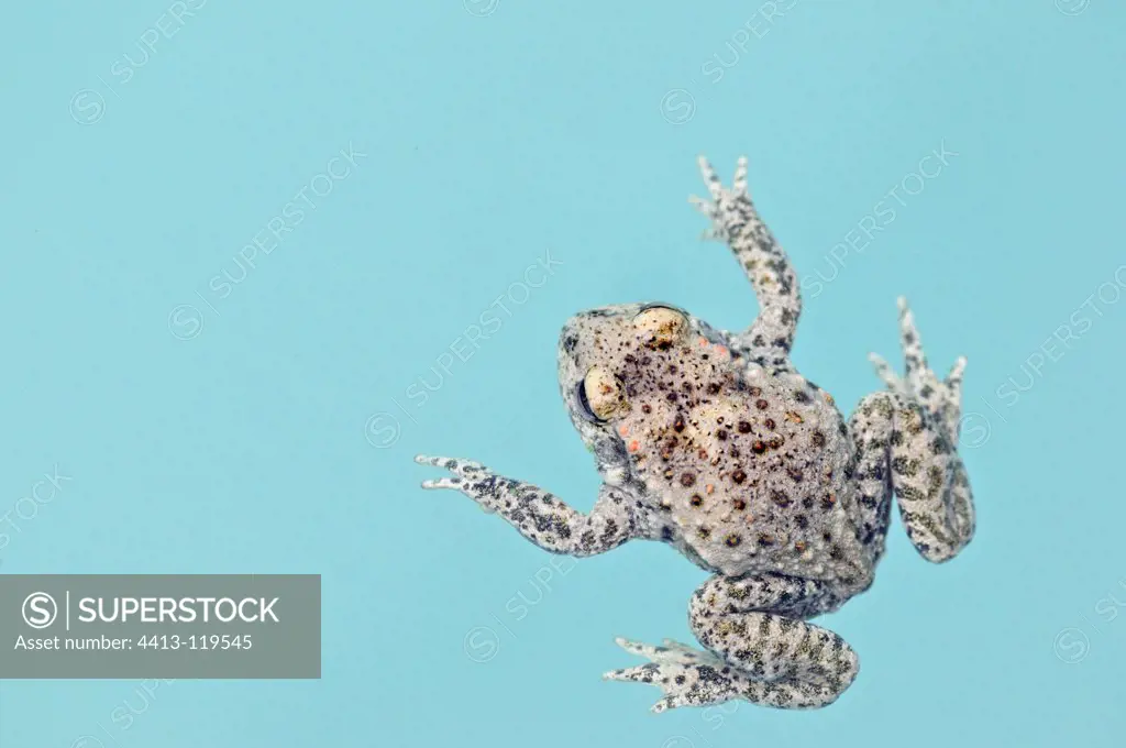 Common Midwife Toad in the water of a swimming pool France