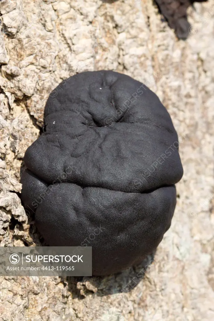 Crust formed by a fungus on a tree France